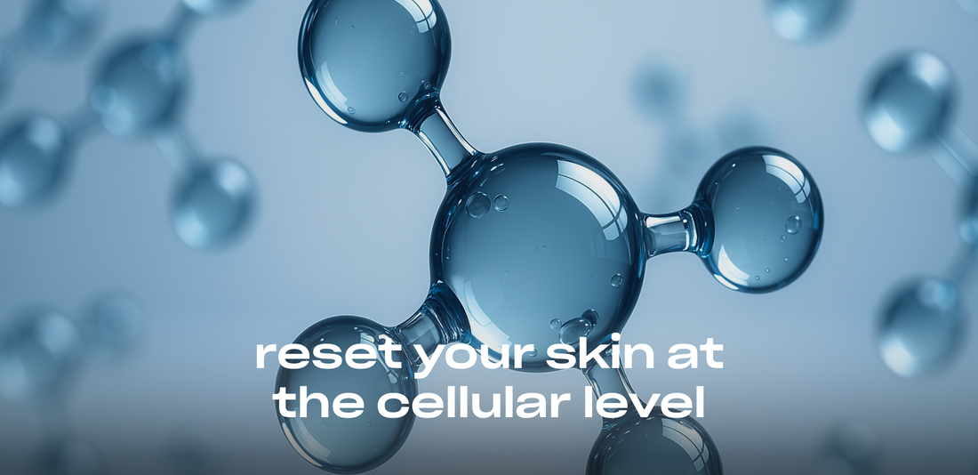 From science to skincare: spermidine's role in anti-aging